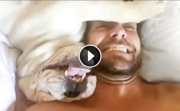 Dog Makes A Hilarious Noise Whenever He Wakes Up. I Can’t Stop Laughing