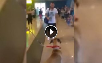 Dog Stops And Stares At The Owner He Hasn’t Seen In 3 Years, But The Real Reaction Is Coming…