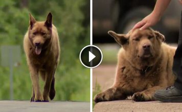 This Dog Has Become A Legend In Town For His Daily Trek To Say “hello” To Everyone