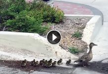 Mama Duck Leads 12 Babies Down The Street. Wait To See Who Is Following Them…