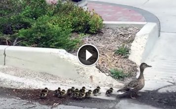 Mama Duck Leads 12 Babies Down The Street. Wait To See Who Is Following Them…