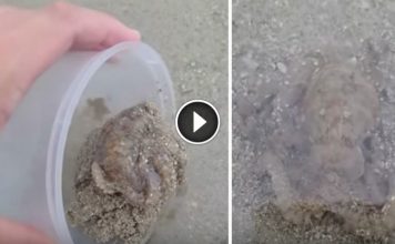 Dude Saves Beached Octopus, But The Last Thing He Expects Is A Thank You He Will Never Forget