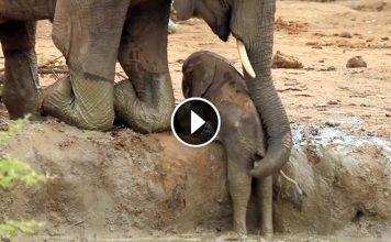 Scared Mom Do Her Best To Get Baby Out. What Happens Moments Later Leaves Me In Awe