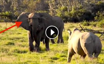 Just As A Rhino Is About To Attack, An Elephant Tricks Him With Nothing But A Stick!