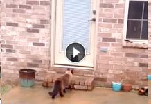 This Dad Spent 2 Hours Building A Kitty Door, But His Cats Reaction Is Hilarious!