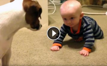 Little Boy Keeps Falling Over And Over, But Then Family Dog Decides To Help