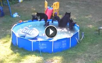 Family Of Bears Has The Best Pool Party Ever! What Happens Here Will Stay With You Forever.