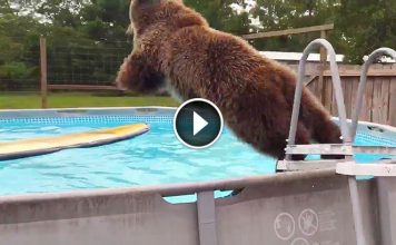 Grizzly Bear Finds An Inviting Swimming Pool, And What He Does Next Had Me Laughing Out Loud