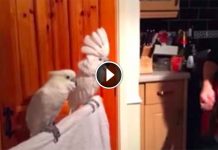 Dude Starts Playing Guitar To His Birds, But He Wasn’t Prepared For This.