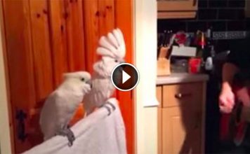 Dude Starts Playing Guitar To His Birds, But He Wasn’t Prepared For This.