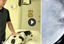 Hero Vet Rescued Homeless Dog From Euthanasia, Then X-ray Reveals A Big Surprise