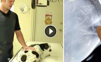 Hero Vet Rescued Homeless Dog From Euthanasia, Then X-ray Reveals A Big Surprise
