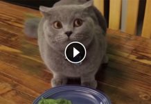 Watch What This Cat Does When Told To “Finish His Veggies!” Hilarious!