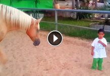 When A Special Needs Boy Approaches This Horse Something Magical Happens