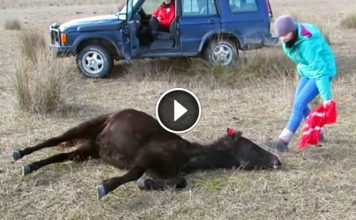 Helpless Wild Horse was in Chains for Months. Watch how She Thanks Its Savior..