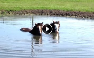 Horses Blowing Bubbles In The Water Are A Pure Joy To Watch