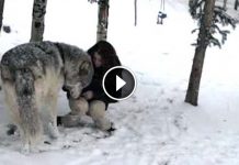 Huge Wolf Approaches To This Woman When She Was Out For A Walk. Then They Film This