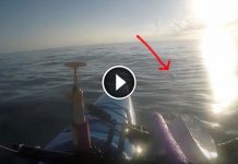 Kayaker Spots Weird Shape Bobbing In Water. He Came Closer And Realize That Its Not A Sea Creature