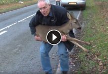 His Man Picks Up An Injured Deer On The Road, But Then He Realizes The Horrific Truth…