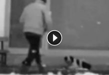 Camera Catches Man’s Beautiful Act Of Kindness For A Stray Dog Shivering In The Cold