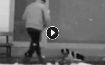 Camera Catches Man’s Beautiful Act Of Kindness For A Stray Dog Shivering In The Cold