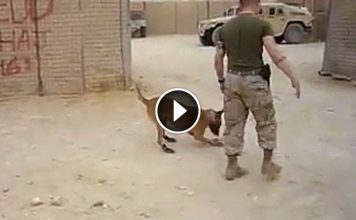 Military K9 Got Shoes To Protect Her Paws. Her Reaction Is Too Funny!