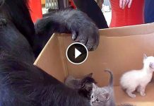 Gorilla Got A Box Of Kittens For Her Birthday And Instantly Falls In Love