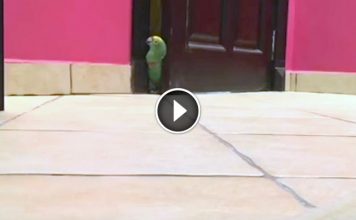 This Parrot Has The Most Diabollicaly Hilarious Laugh