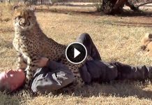 What Happens When A Cheetah Approaches To This Man Is Incredible