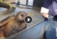 This Orangutan Sees A Magic Trick And Loses His Mind. Absolutely Priceless!