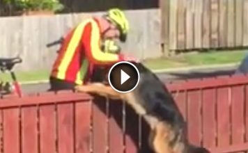 Neighbors Think This Dog Is Dangerous. But Mailman Always Stops To Give His Favorite Dog A Hug