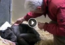 60 Yo Chimp Refuses To Eat And Drink. Then Her Old Friend Shows Up After Years Apart