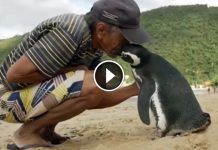 Every Year, This Penguin Swims 4000+ Miles To Visit The Man Who Saved His Life