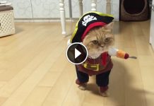 This Cat Has The Greatest Halloween Costume Of All Time