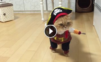 This Cat Has The Greatest Halloween Costume Of All Time