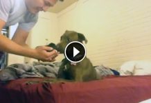 Dude Rescued A Kitten And Introduced Her To Pit Bull. Dog’s Reaction Is Absolutely Priceless