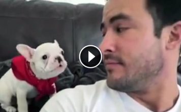 Dude Tells To His Puppy That He Looks Handsome And Gets Priceless Response