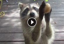 A Raccoon Steals Food From A Woman’s Cat. When The Food Bowl Is Empty, The Raccoon Does This