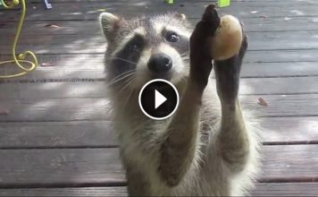 A Raccoon Steals Food From A Woman’s Cat. When The Food Bowl Is Empty, The Raccoon Does This