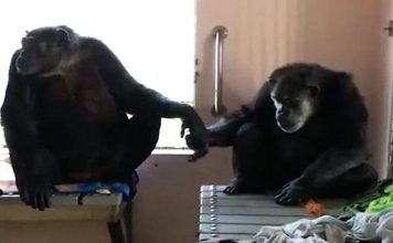 Scared Newly Rescued Chimps Meet And Refuse To Let Go Of Each Other’s Hands
