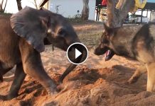Sick Baby Elephant Was Rejected By His Herd, But Watch When He Meets The Dog…