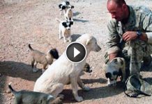 Soldier Says Goodbye To A Stray Dog, But Two Days Later Something Amazing Happens
