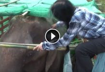 Old, Blind And Deaf Elephant Is Finally Rescued, Cries Real Tears When She Is Free