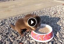 Your Daily Dose Of Cuteness. Two Precious Baby Otters Squeaking While They Eat Lunch