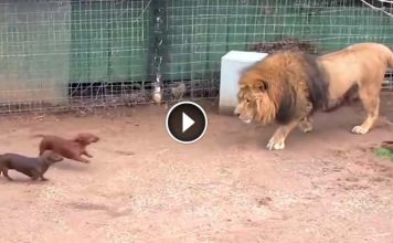 Massive Lion Come Face To Face With Tiny Wiener Dog. The Lions Next Move Is Totally Unexpected