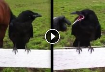 Wild Raven Literally Asks Human For Help With Painful Quills After Porcupine Attack
