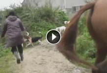 Woman Decides To Risk Her Life And Save A Desperate Fox Under Attack.