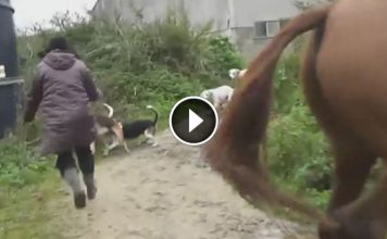 Woman Decides To Risk Her Life And Save A Desperate Fox Under Attack.