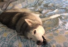 Mom Pleads With Her Dog To Get Out Of Bed, But He Has A Case Of The Mondays