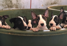 Rescuers Think They’re Saving Five Dogs, Find 110 Bull Terriers On Property